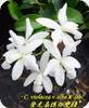 Cattleya violacea alba